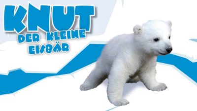  Knut – Der kleine Eisbär